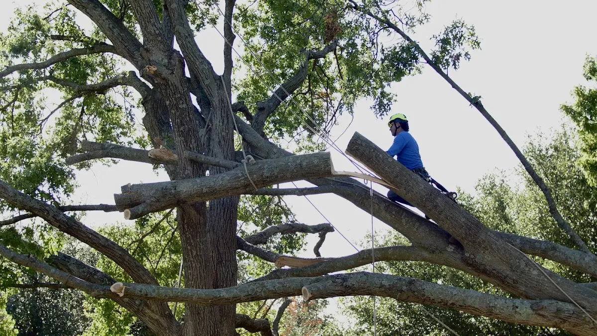 Professional Hazardous Tree Removal performed by certified arborists in Hollis