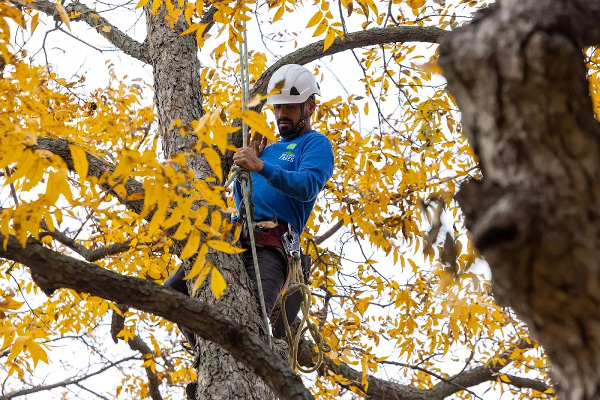 Skilled Dead Tree Removal crew working in Hollis