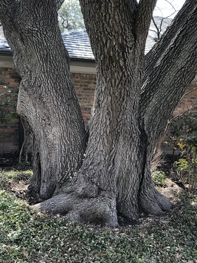 Mature heritage tree close to a Hollis property cared for by certified arborists
